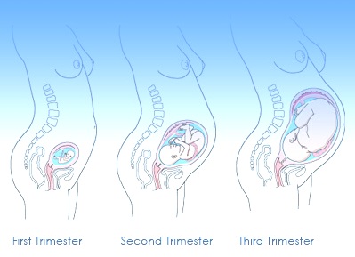 The Stages of Pregnancy