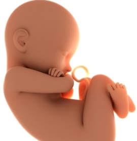 Development of the Fetus in 21 Weeks Pregnant