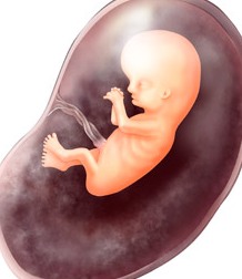 Fetal Development 11 Weeks Pregnant