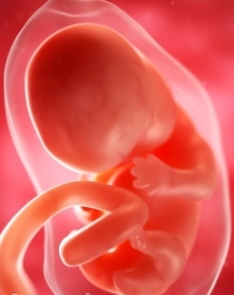 Fetal Development in 16 Weeks Pregnancy