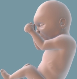 Fetal Development in 23 Weeks Pregnant