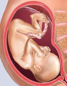 Fetal Development in 24 Weeks Pregnant