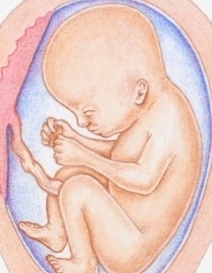 Fetal Development in 29 Weeks Pregnant