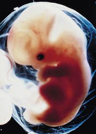 Fetal Development in 6 Weeks Pregnant