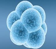 Frozen Embryo Transfer Risks
