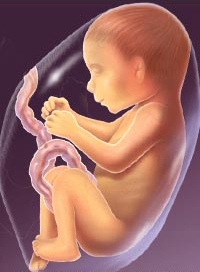 Baby Development at 36 Weeks Pregnant