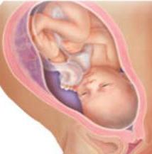 Baby Fetal Development 35 Weeks Pregnant