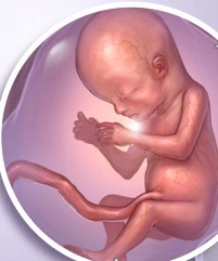 Baby at 14 Weeks Pregnant and Fetal Development