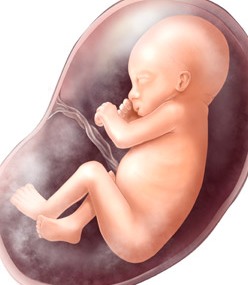 Baby at 25 Weeks Pregnant and Fetal Development