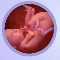 The Baby at 26 Weeks Pregnant Fetal Development
