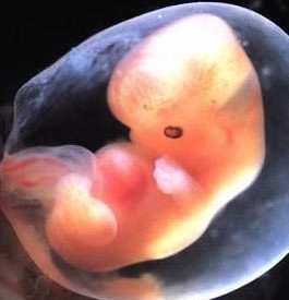 Baby at 8 Weeks Pregnant in Womb