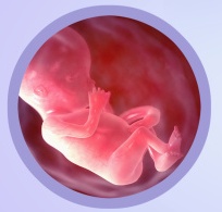Development of baby at 13 weeks pregnant