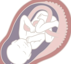 Fetus Development Stages Week by Week
