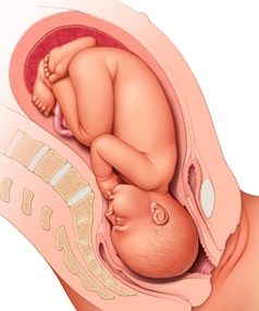 Position of Baby at 38 Weeks Pregnant