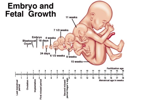 Embryonic Development Stages Facts | Baby Development Week ...
