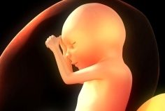 Stages of Prenatal Development during Pregnancy