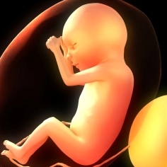 Stages of Prenatal Development during Pregnancy